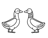 Dibujo de Canard femelle et canard mâle