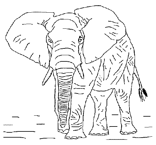 Coloriage de Éléphant 1 pour Colorier