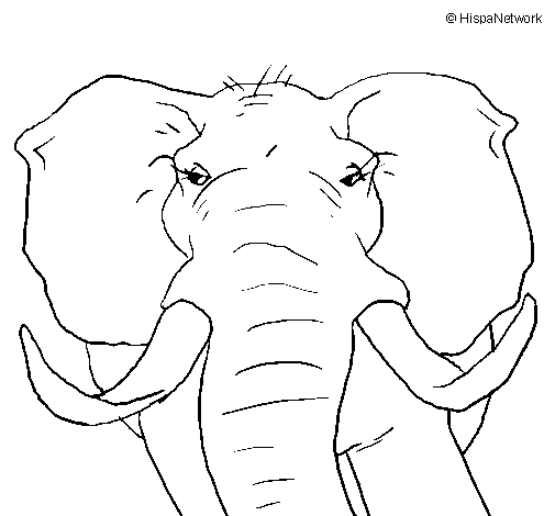 Coloriage de Éléphant africain pour Colorier