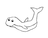 Dibujo de Jeune baleine