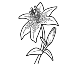 <span class='hidden-xs'>Coloriage de </span>Lilium candidum à colorier
