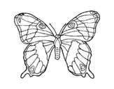 Dibujo de Papillon sauvage