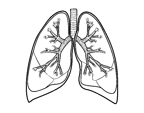 Coloriage de Poumons et bronche pour Colorier