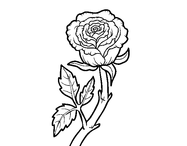 Coloriage de Rose sauvage pour Colorier