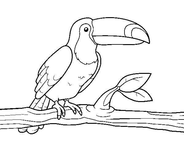Coloriage de Un toucan pour Colorier