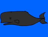 Coloriage Baleine bleue colorié par jules
