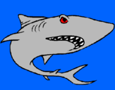 Coloriage Requin colorié par jules