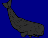 Coloriage Grande baleine colorié par jules