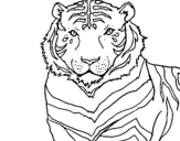 Coloriage Tigre colorié par yoann