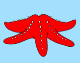 Coloriage Étoile de mer colorié par kylianthedragon