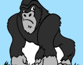 Coloriage Gorille colorié par messi