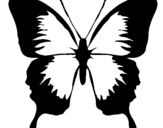 Coloriage Papillon à ailes noires colorié par Alexandre 5 ans