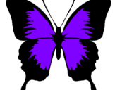 Coloriage Papillon à ailes noires colorié par Alexandre 5 ans