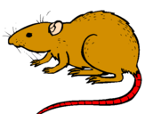 Coloriage Rat souterrain  colorié par JULES