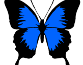 Coloriage Papillon à ailes noires colorié par papillon