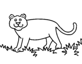 Coloriage Panthera  colorié par uli