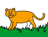 Coloriage Panthera  colorié par meyer     corentin joseph