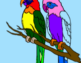 Coloriage Perroquets colorié par JULIETA VA