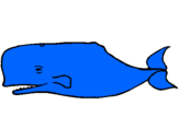 Coloriage Baleine bleue colorié par Laura