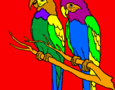 Coloriage Perroquets colorié par elisa 