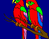 Coloriage Perroquets colorié par louis