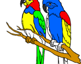 Coloriage Perroquets colorié par flavio