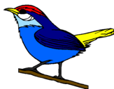 Coloriage Oiseau sauvage colorié par Emna