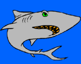 Coloriage Requin colorié par hubert
