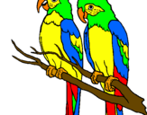 Coloriage Perroquets colorié par SYLVIE