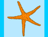 Coloriage Petite étoile de mer colorié par estella