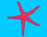 Coloriage Petite étoile de mer colorié par gusgus