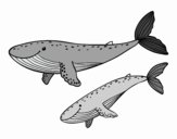 Coloriage Baleines colorié par ophelie