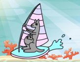 Kangourous sur une planche windsurf