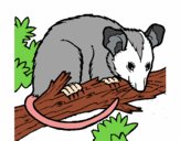 Opossum 