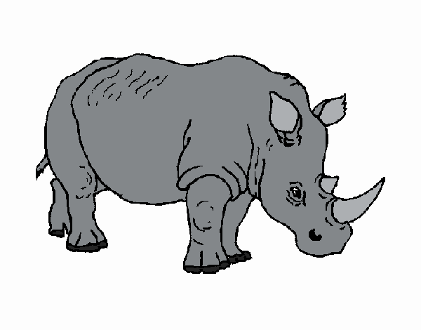 Rhinocéros 3