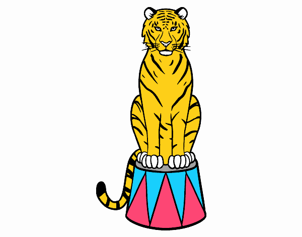 Tiger du cirque