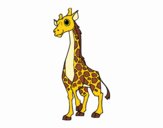 Girafe féminin