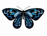 Papillon alexandra