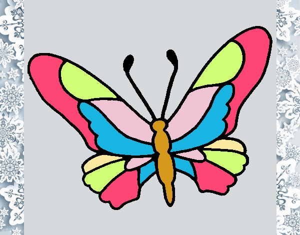 Papillon 6a