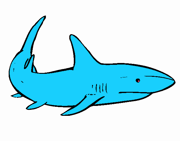 Un requin nageant