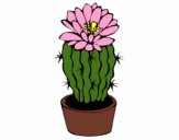 Cactus avec fleur