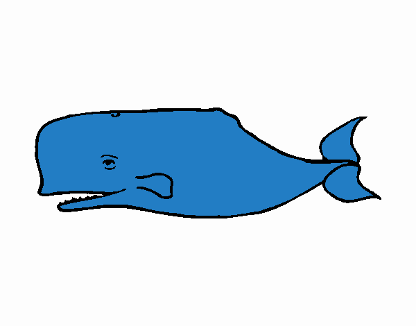 Baleine bleue