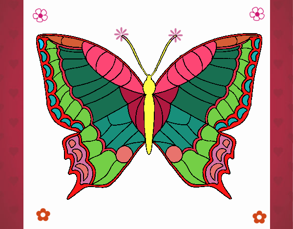 Papillon 16