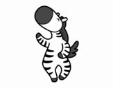 Zebra danseur