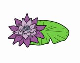Une fleur de lotus
