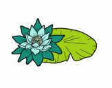 Une fleur de lotus