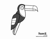 Oiseau Toucan