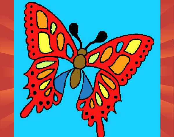 Papillon 2a
