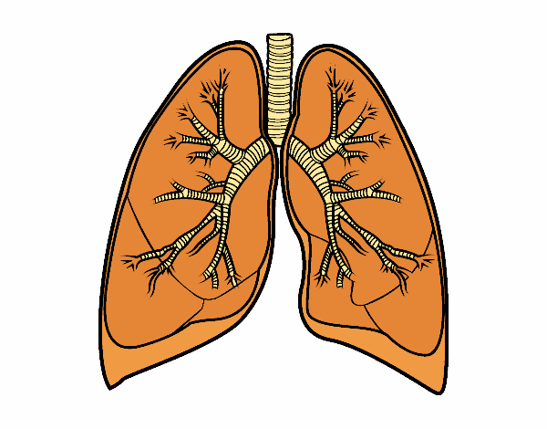 Poumons et bronche